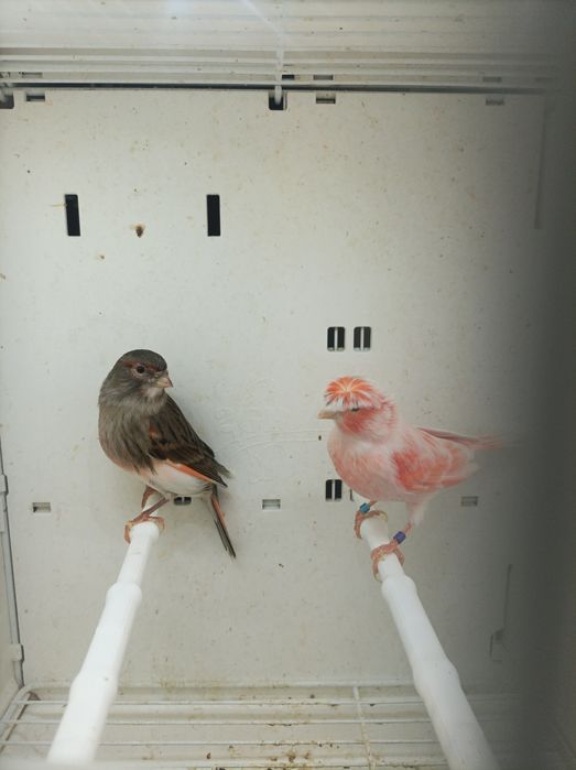 Canários Arlequim Português