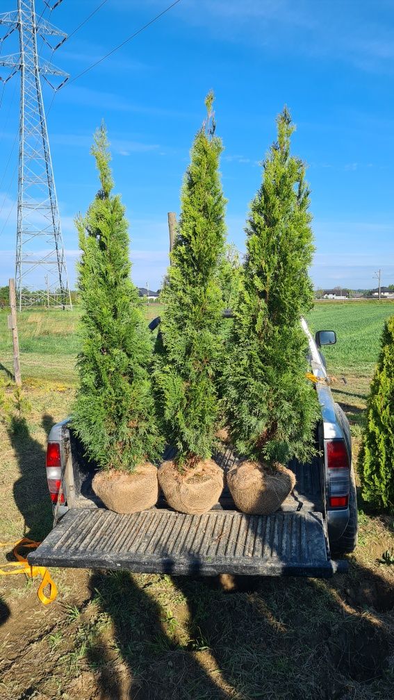 Tuja Szmaragd Thuja Occidentalis Smaragd 180-200 cm PROMOCJA