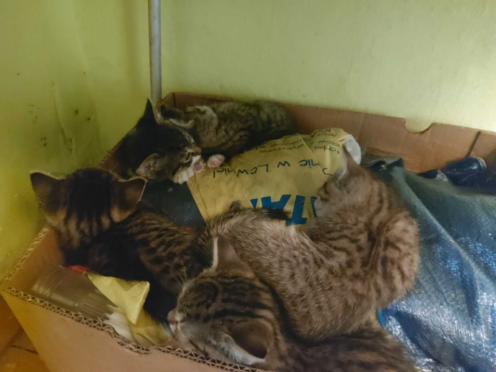 Oddam kotki w dobre ręce