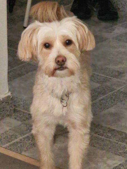 Adopção arraçado de podengo