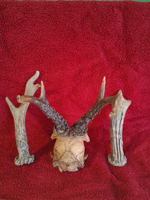 Mam do sprzedania rogi jelenia w czasce , i dwa małe rogi