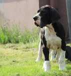 Dog niemiecki płaszczowy  FCI