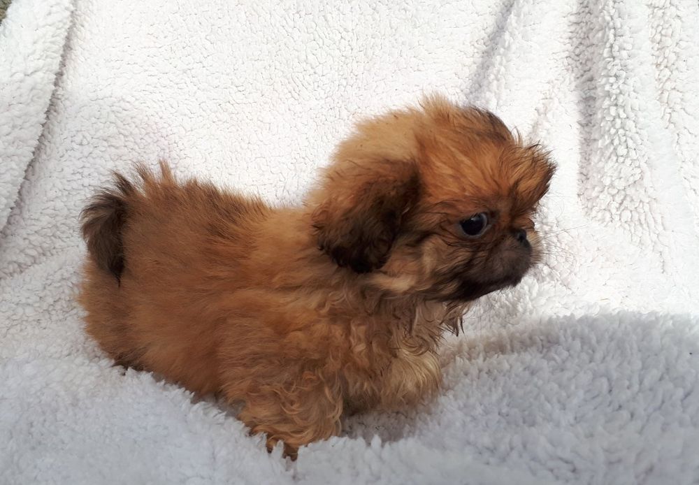 Продам цуценята пекінеса -хлопчики та дівчатка