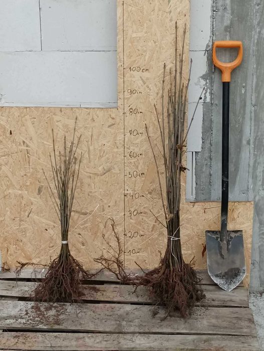 KLON JAWOR acer pseudoplatanus sadzonki 20-40 cm