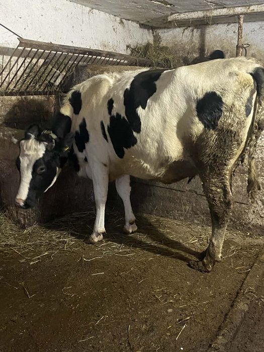 Jałówki wysoko cielne