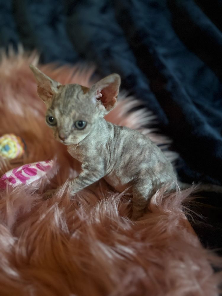Ganesha przepiękna kotka devon rex PZF