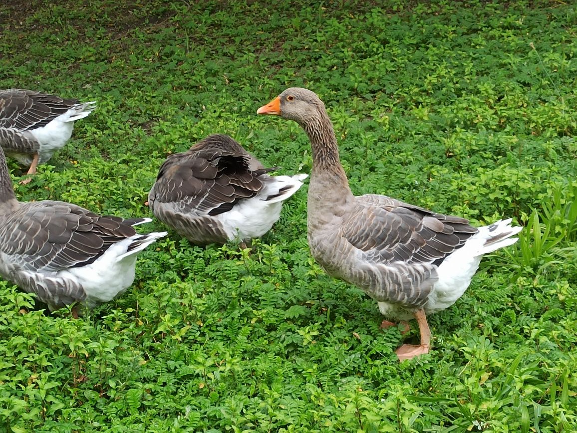 Gęś Gąsior Gąska