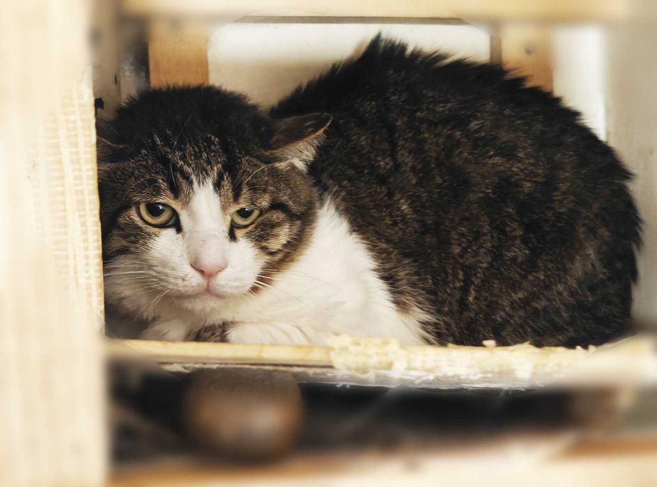 Менні, 2 роки — кругломордий ніжний кіт шукає дім (кастрований)