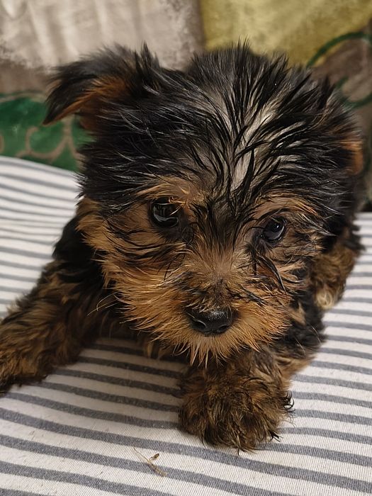 Śliczny piesek Yorkshire Terrier