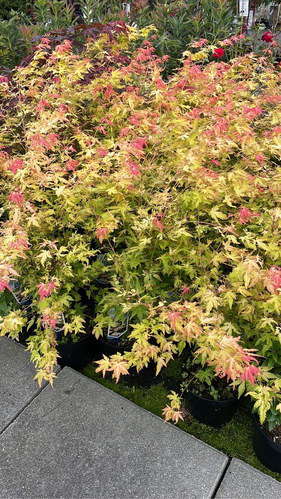 Klon palmowy acer palmatum rozne odmiany