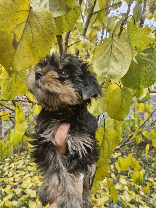 Йоркширский терьер-Йорк