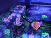 Półka wisząca na koralowce akwarium morskie (reef rack ,Szczepki)