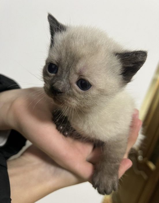 Кіт, кошеня,котик