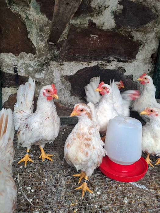 Casal Garnizes Nagasaki