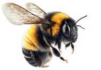 Pszczoły, odkłady i rodziny pszczele - ramka warszawska zwykła