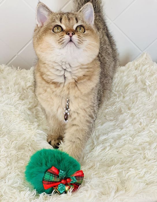 Британська золота шиншилла