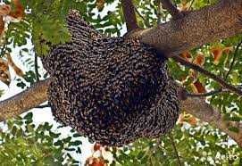 Сниму рой пчёл Зніму рій бджіл