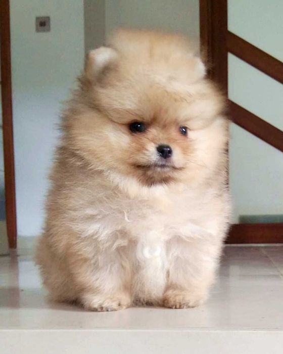Szczenięta pomeranian szpic miniaturowy puchate, krótkie pyszczki