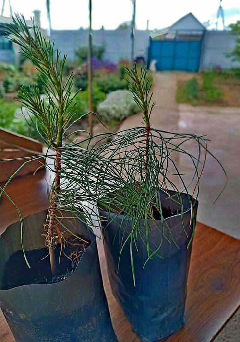 Сосна черная японская Тунберга