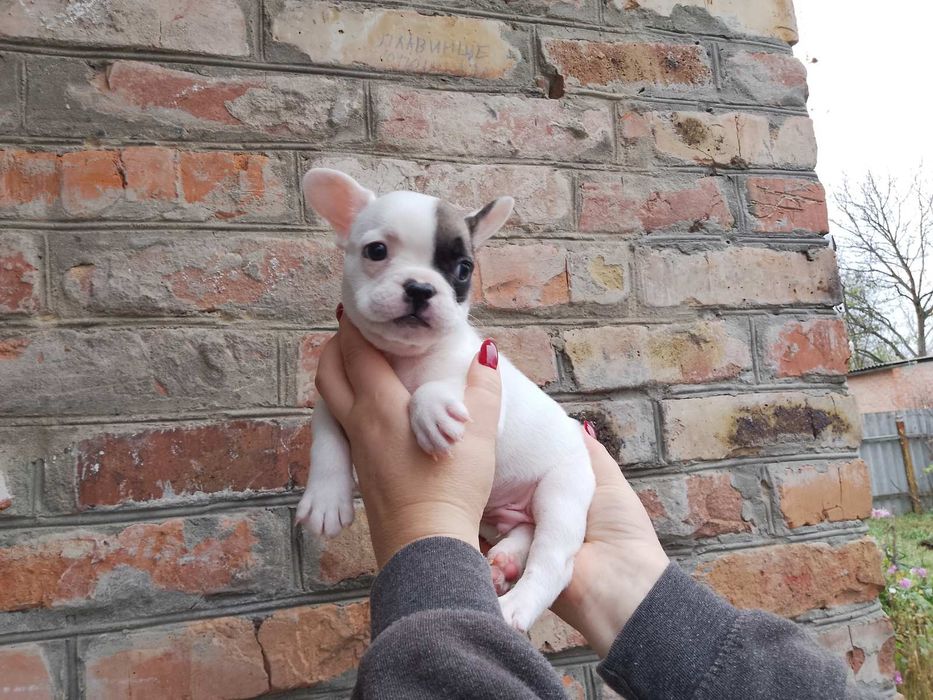 Французські бульдожки