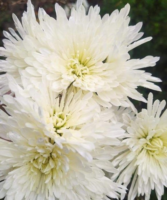 Ковиль трава. Хризантеми крупноквіткові!