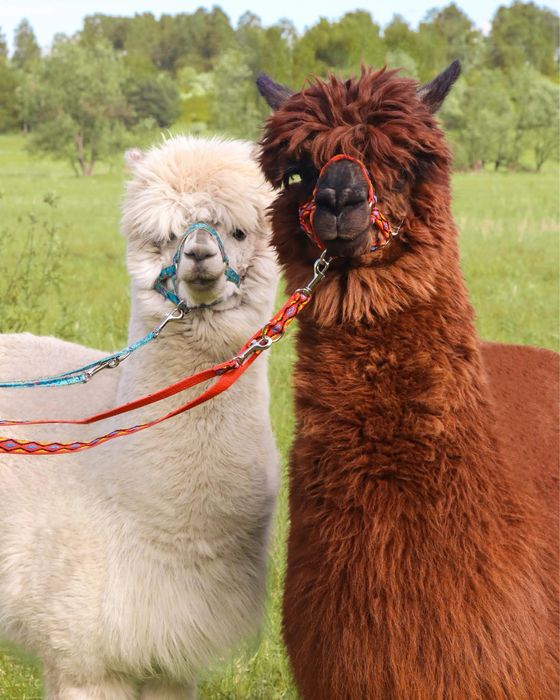 Alpaka huacaya - samiec wykastrowany do alpakoterapii, biały