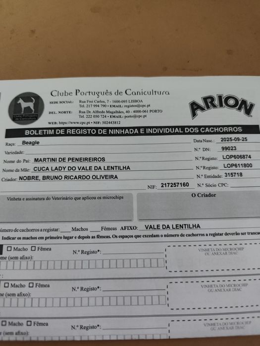 Beagle tricolor lop e afixo