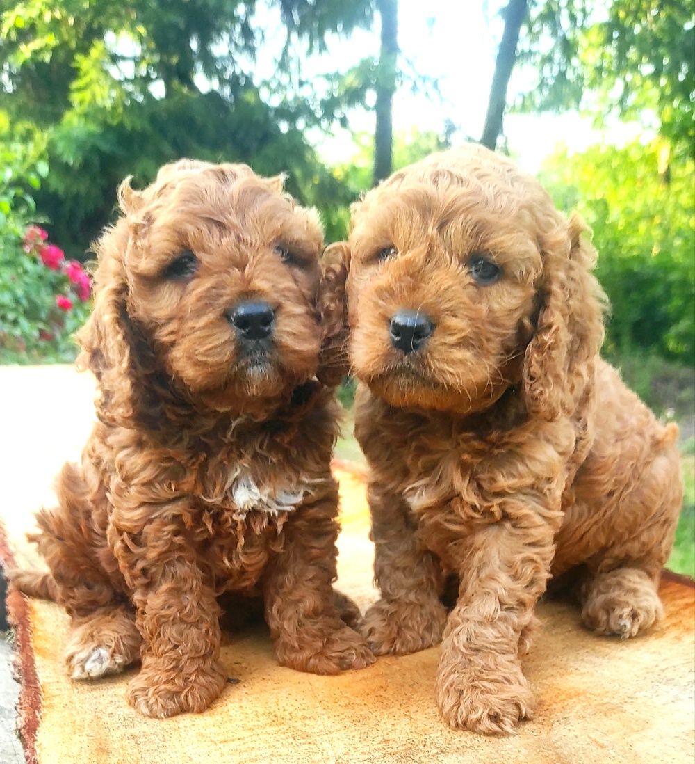 Piesek Cockapoo/do odbioru w sierpniu