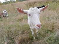 Продается коза дойная белой масти