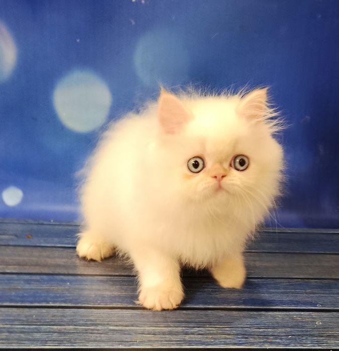 Персидский малыш