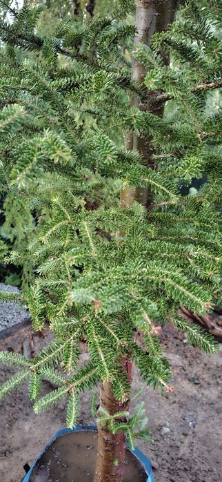 Jodła koreańska 330cm