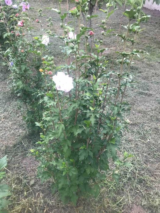 Гибискусы махровые древовидные 2-3 летние