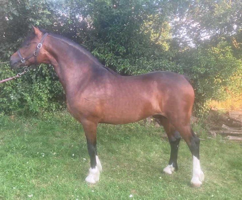 Gniady malowany ogier Welsh Pony D