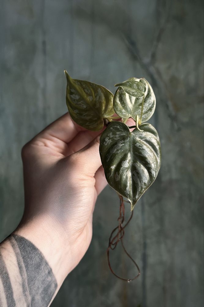 Philodendron brandtianum - drobnolistny Filodendron, srebrzysty splash