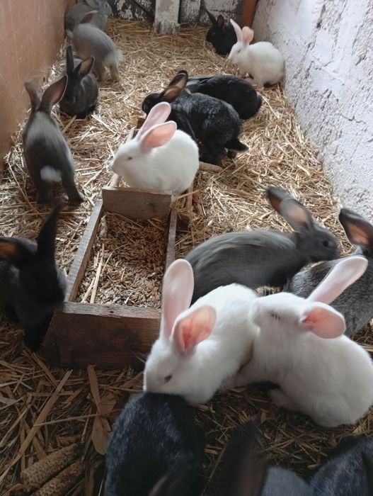 Na sprzedarz króliki