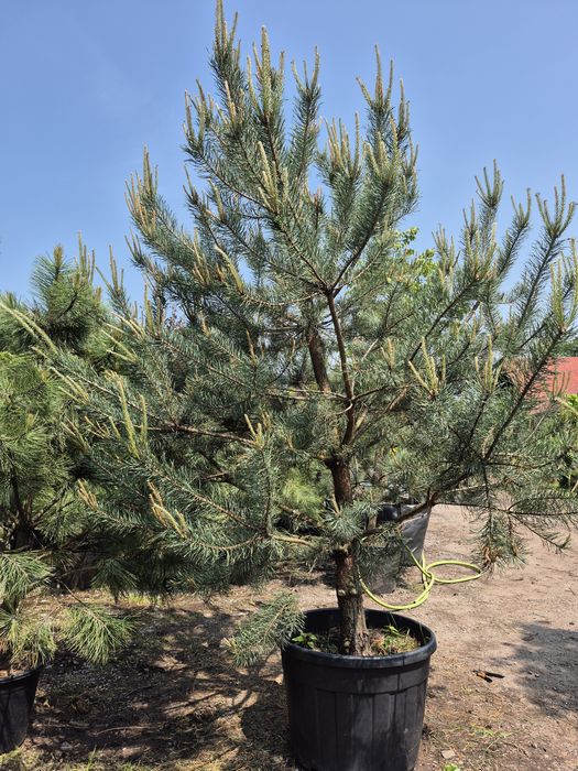 Sosna Pospolita Ponad 3m