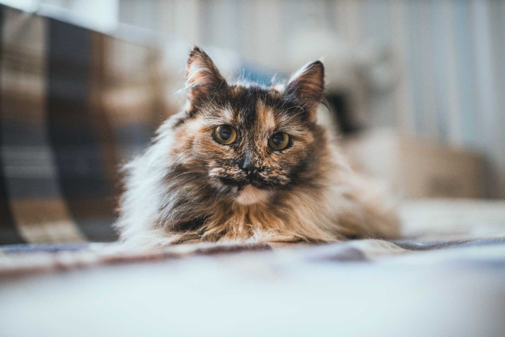 Кошенятко дівчинка 9 місяців шукає сім'ю