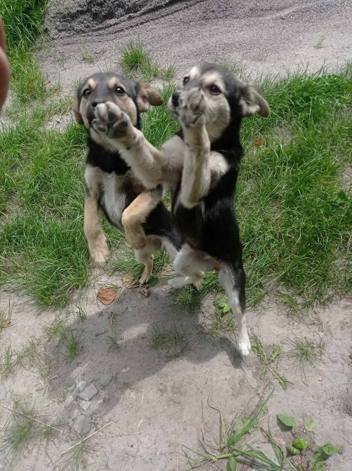 Цуценята, щенки, собачки