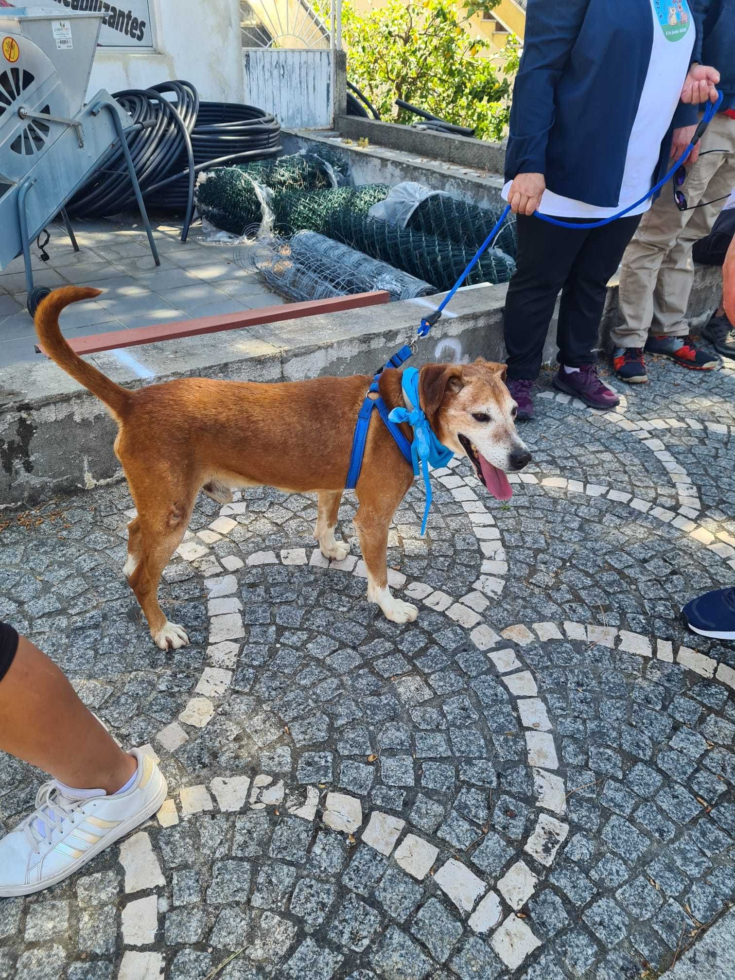 o AMADEU está para adoção!