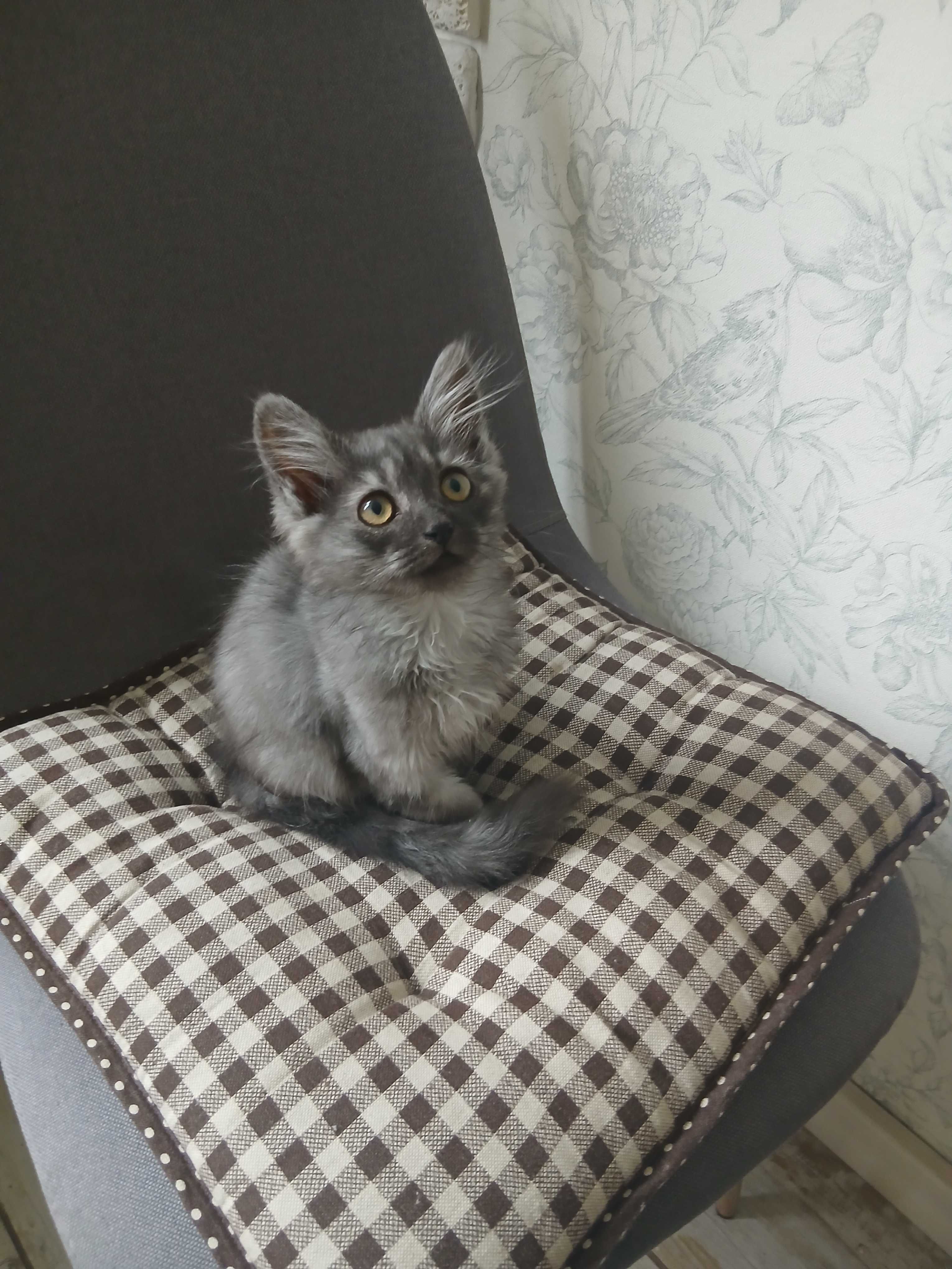 Котик в добрые ручки