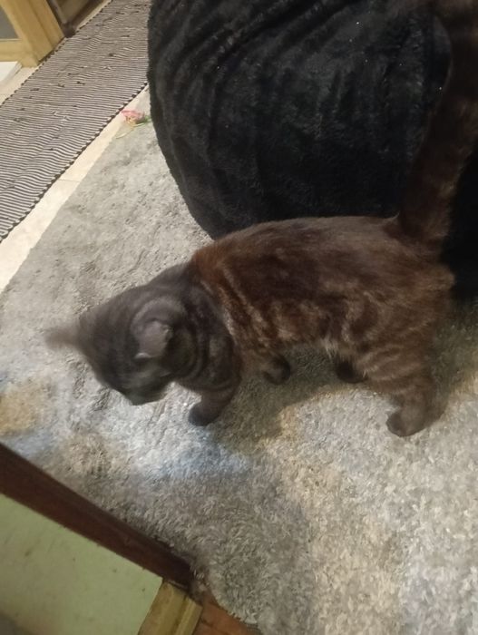 Gatinho lindo com 1 ano e meio