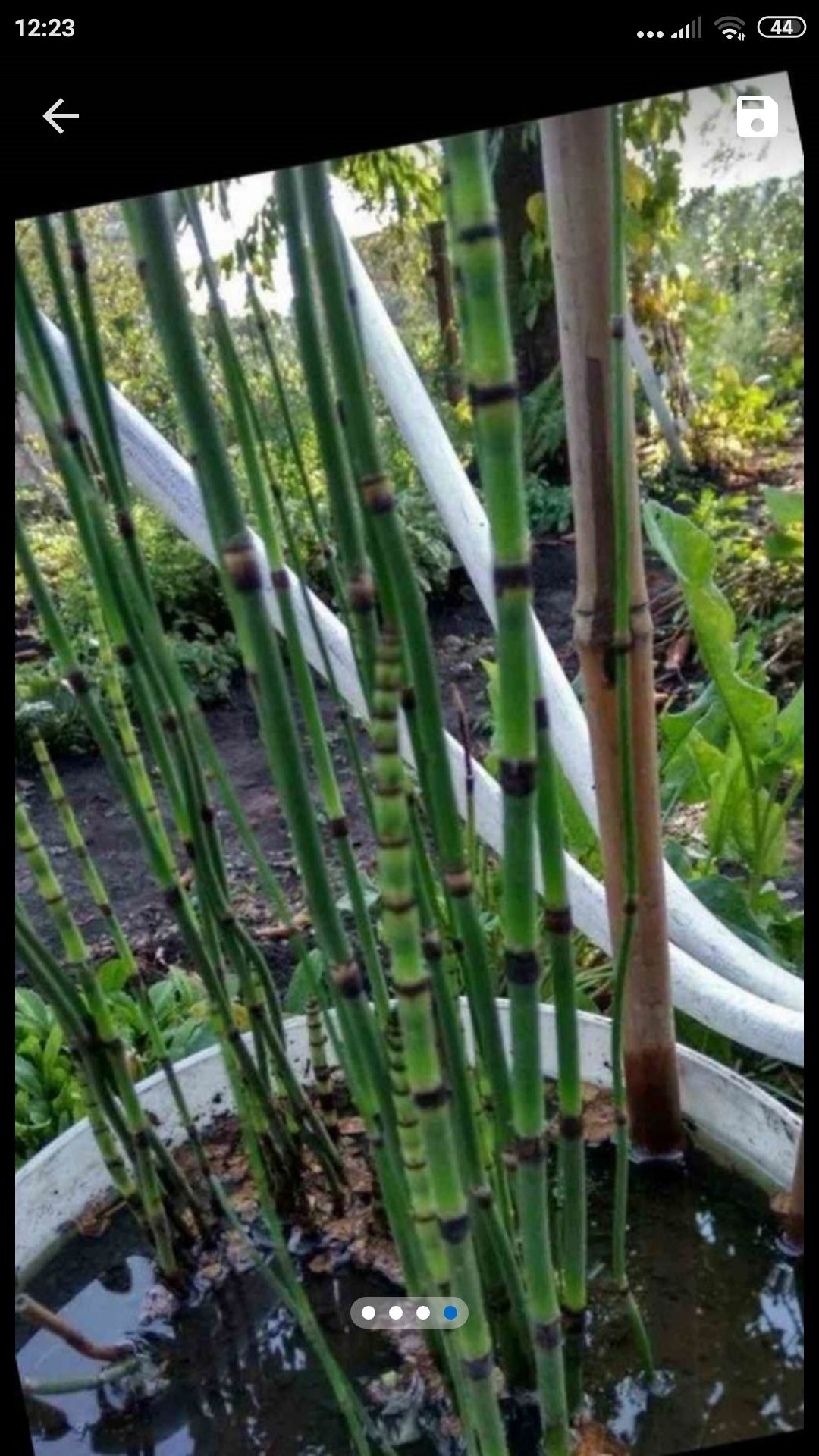 Зимуючий хвощ- бамбук
