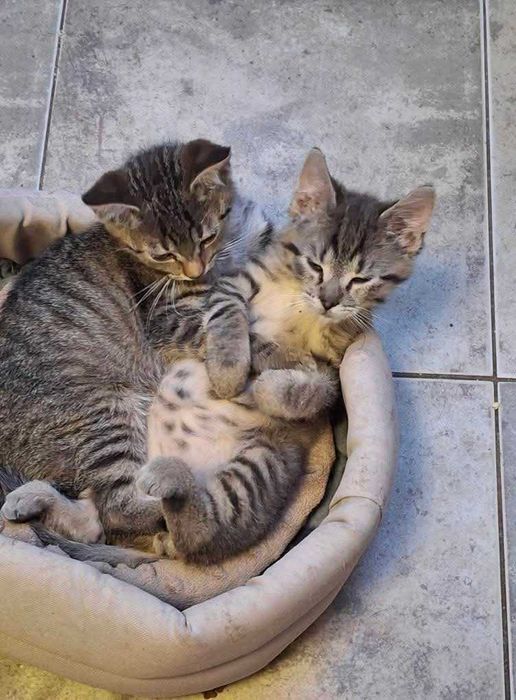 Dwaj przyjaciele szukają domu