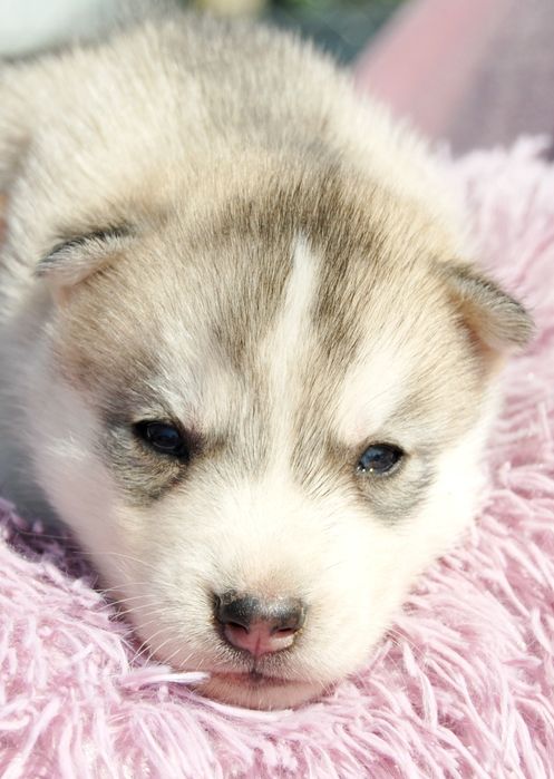 Хасята цуценята. Хаскі.