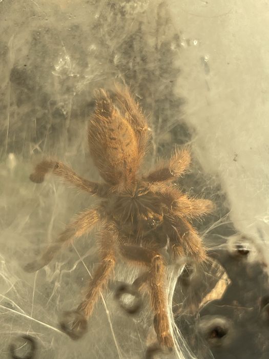 Ptasznik słoneczny Pterinochilus murinus usambara