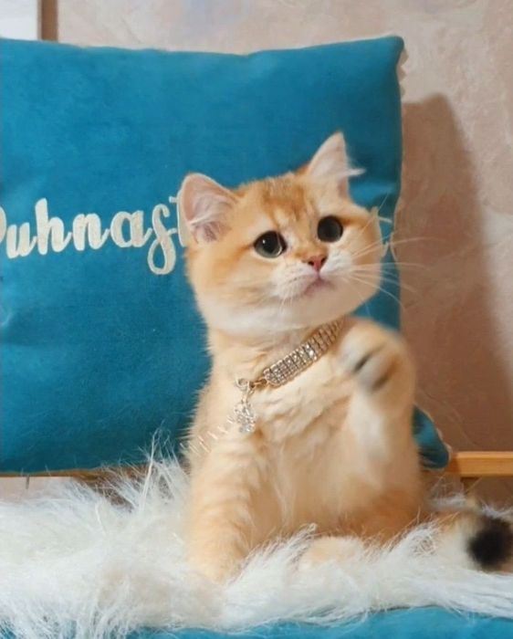 Золота британська шиншилла ny12