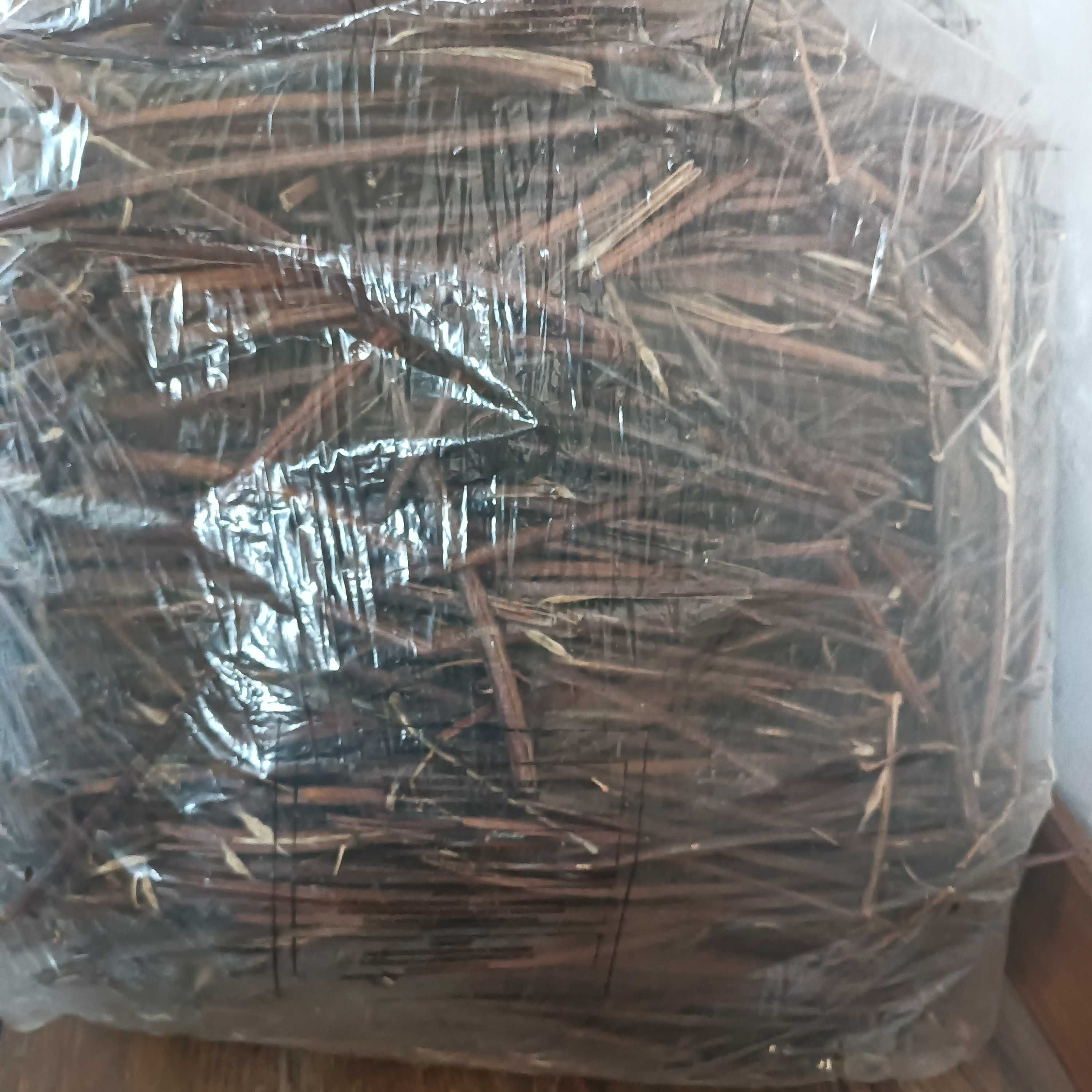 Drzewo szybko rosnące  katalpa, surmia nasiona