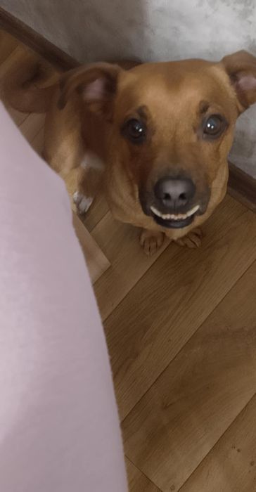 Oddam pieska w dobre rece