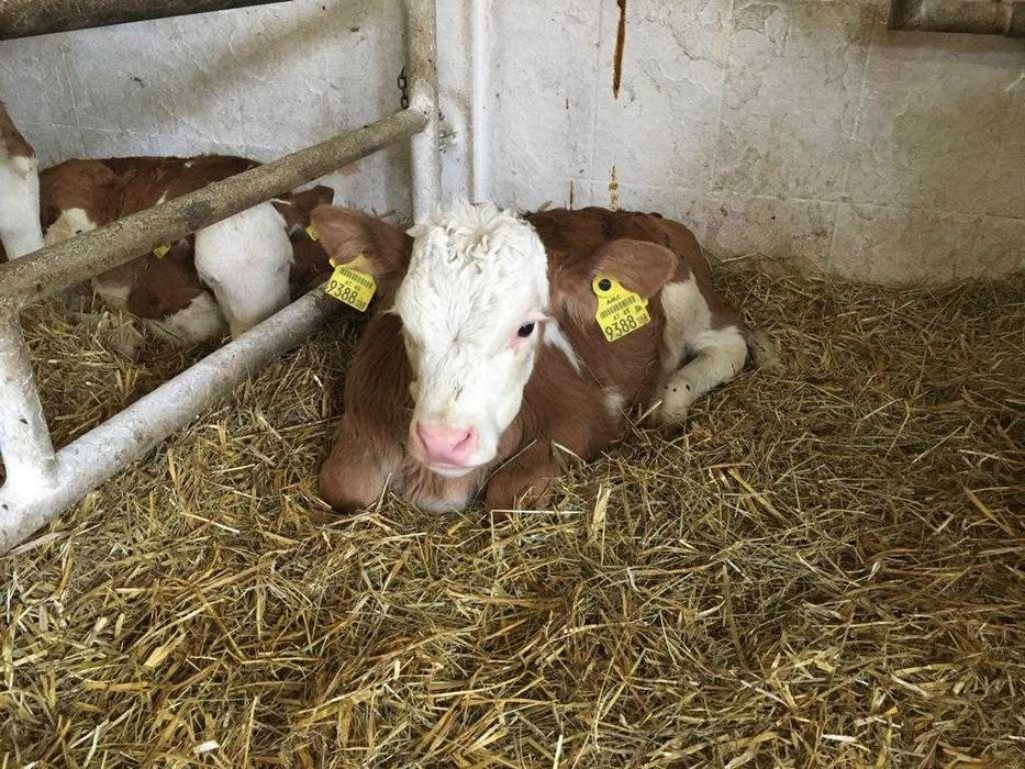 Byczki simentale, dowoz gratis