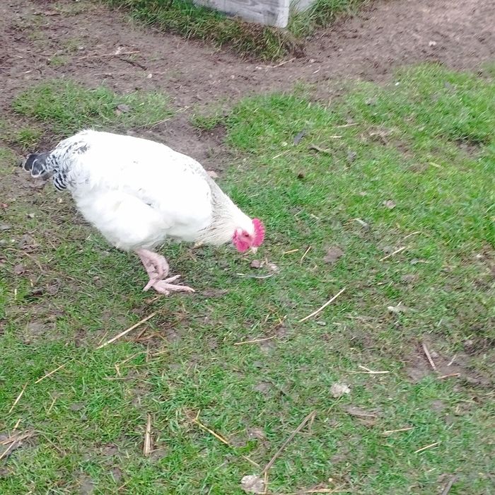 Kury ozdobne i nie tylko